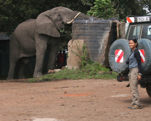 thirsty elephant at the simba camp.JPG